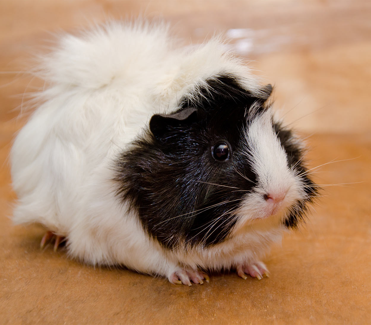 albino guinea pig for sale