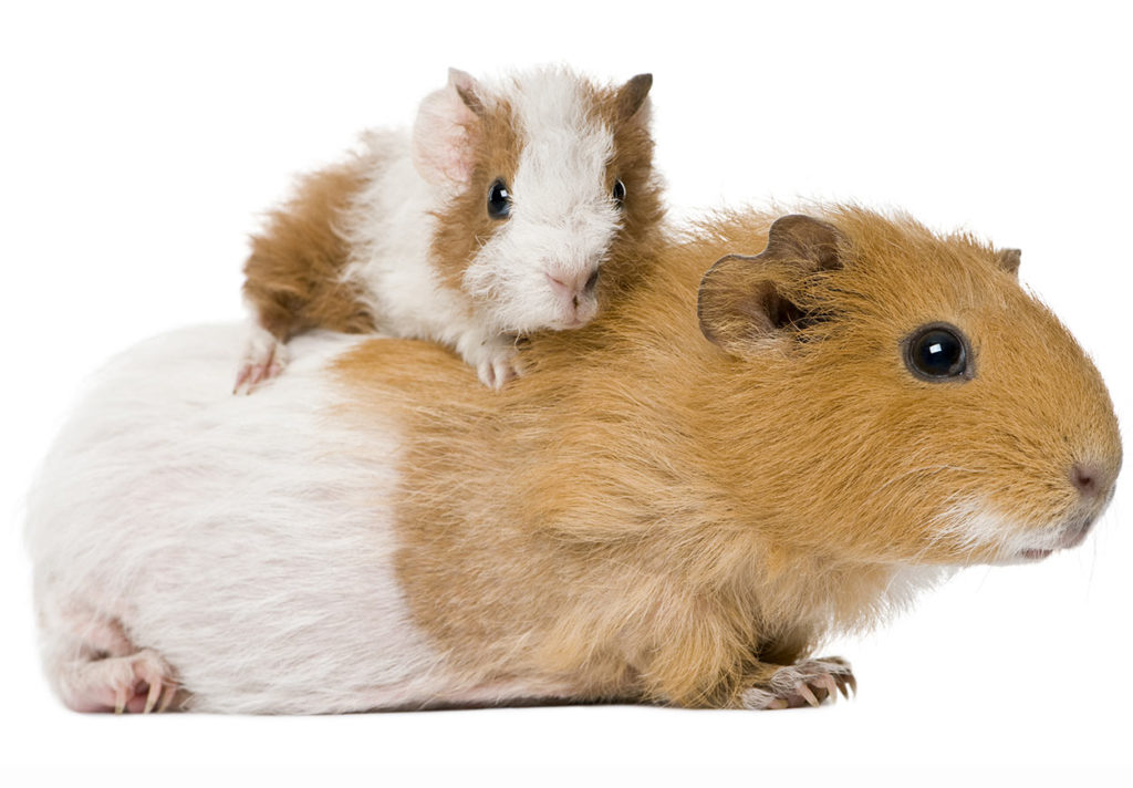 raising baby guinea pigs