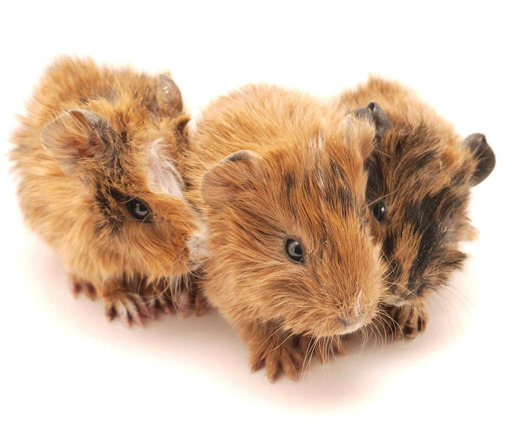 baby guinea pig