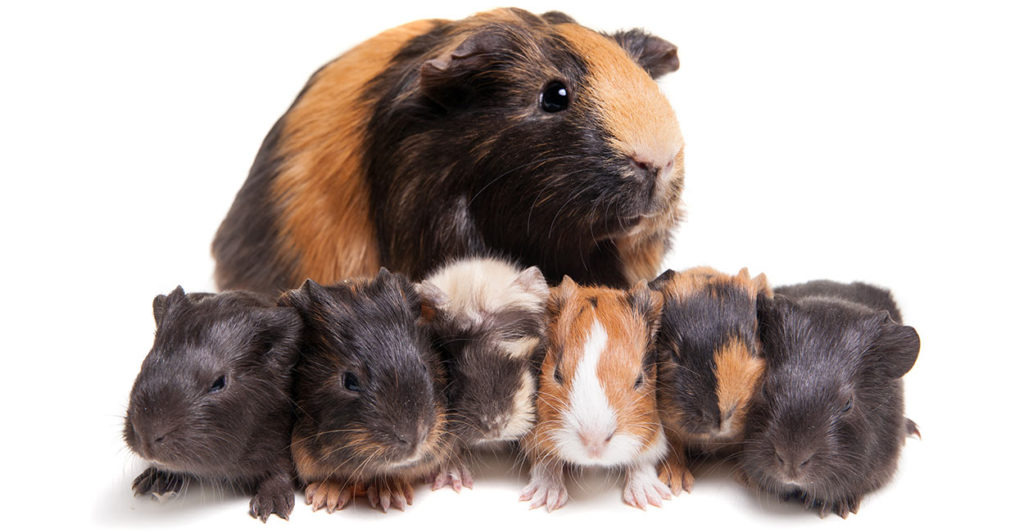 raising baby guinea pigs