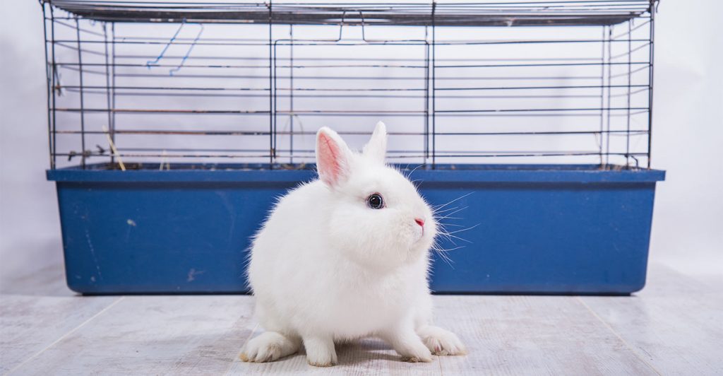 Your Guide To Finding The Best Indoor Rabbit Cage