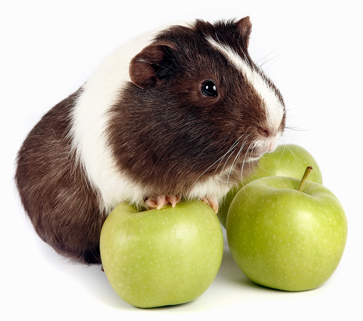 kunnen cavia's appels eten