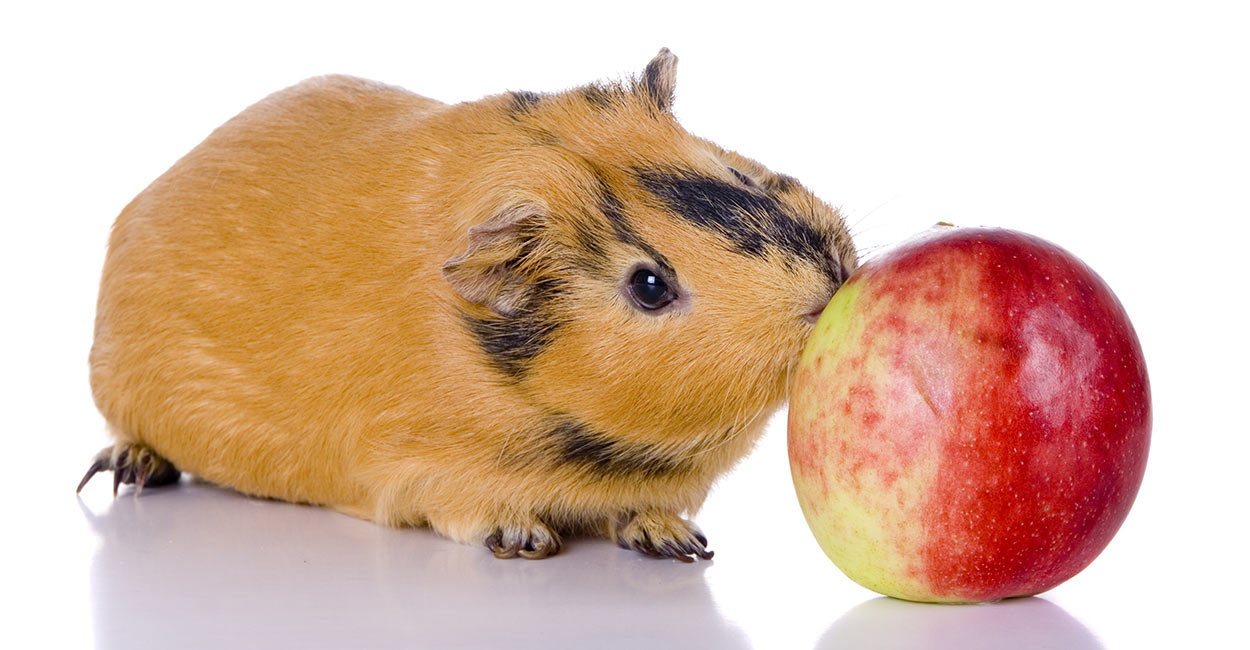 kunnen cavia's appels eten