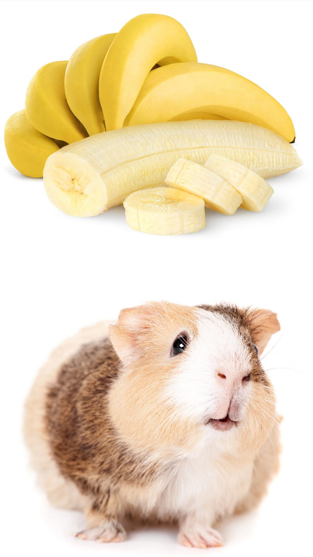 Can Guinea Pigs Eat Bananas? Squeaks and Nibbles