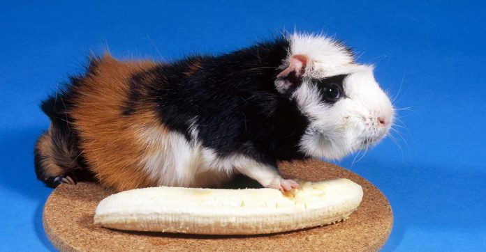 can guinea pigs eat bananas