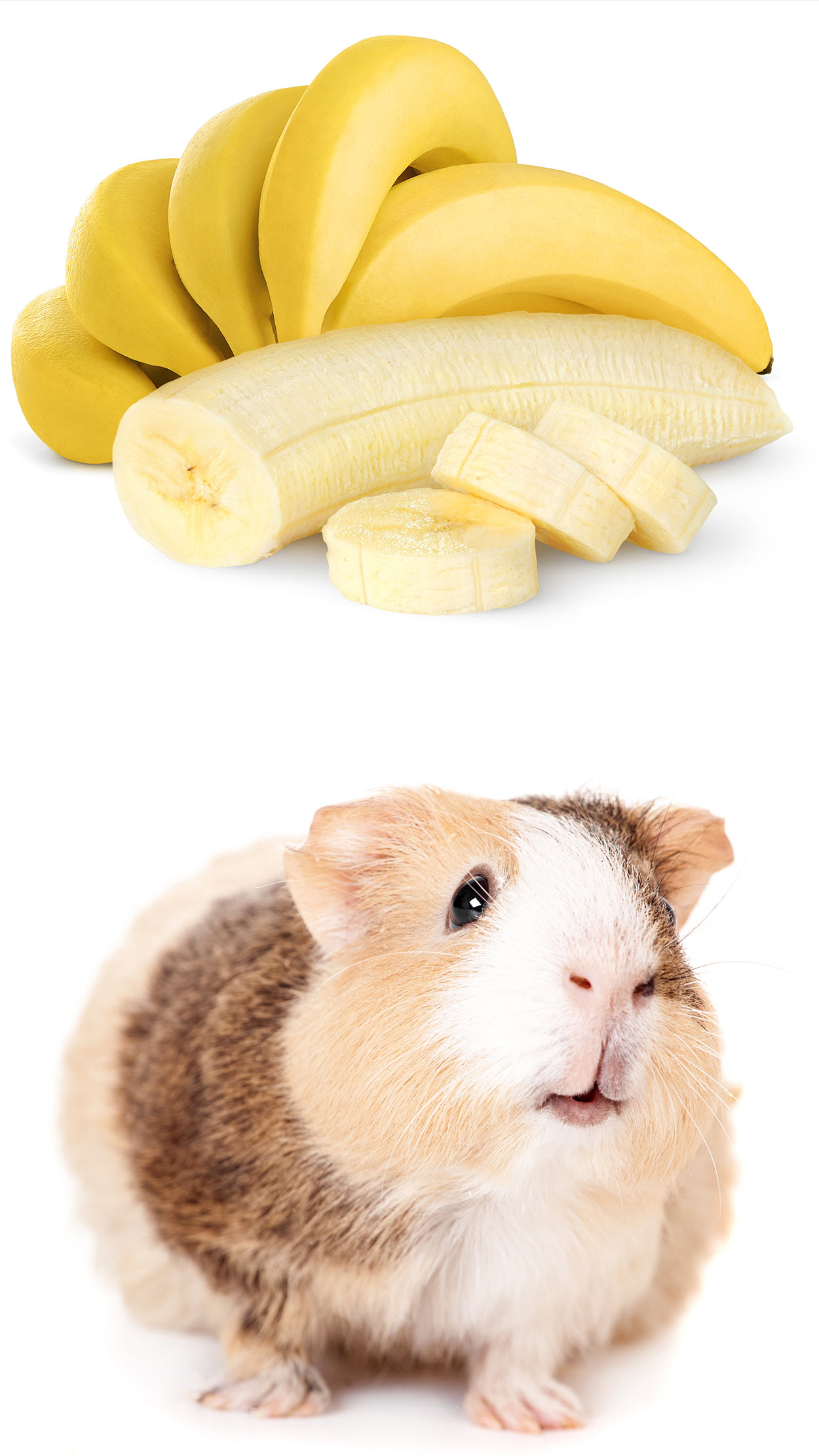 are guinea pigs allowed to eat bananas