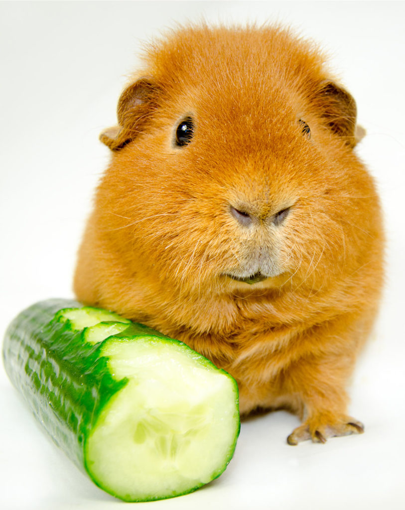 can guinea pigs eat cucumbers