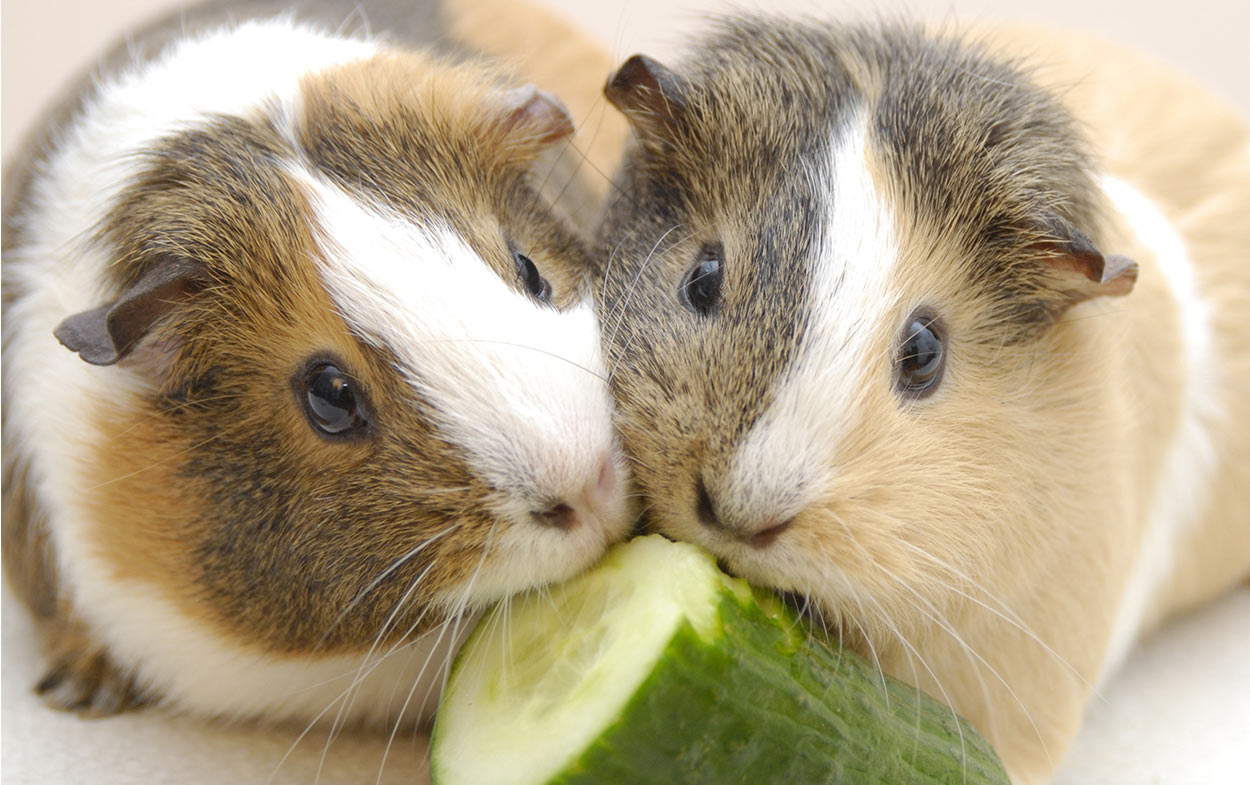 Can Guinea Pigs Eat Cucumber - A Guide to Piggies and ...