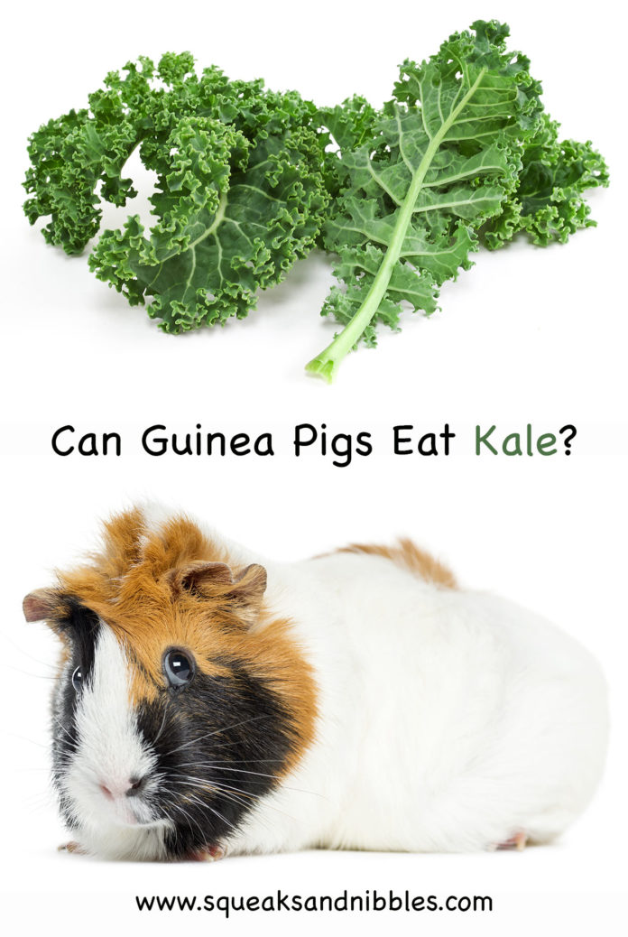 Can Guinea Pigs Eat Kale? The Pros and Cons Of This Leafy Green
