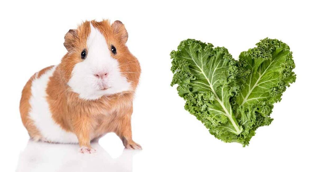 Can Guinea Pigs Eat Kale? The Pros and Cons Of This Leafy Green