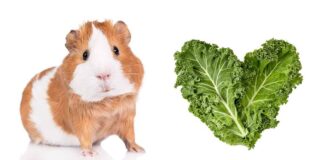 can guinea pigs eat kale