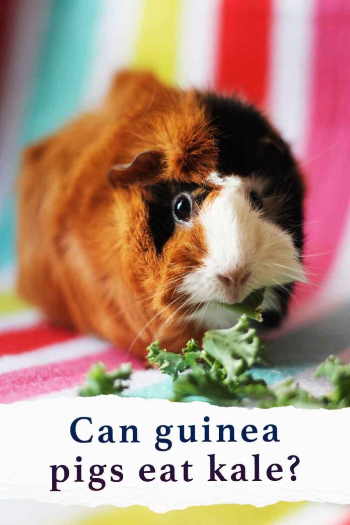 Can Guinea Pigs Eat Kale? The Pros and Cons Of This Leafy Green