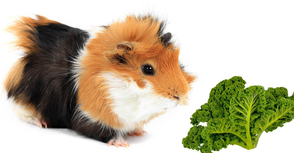 Can Guinea Pigs Eat Kale The Pros And Cons Of This Leafy Green