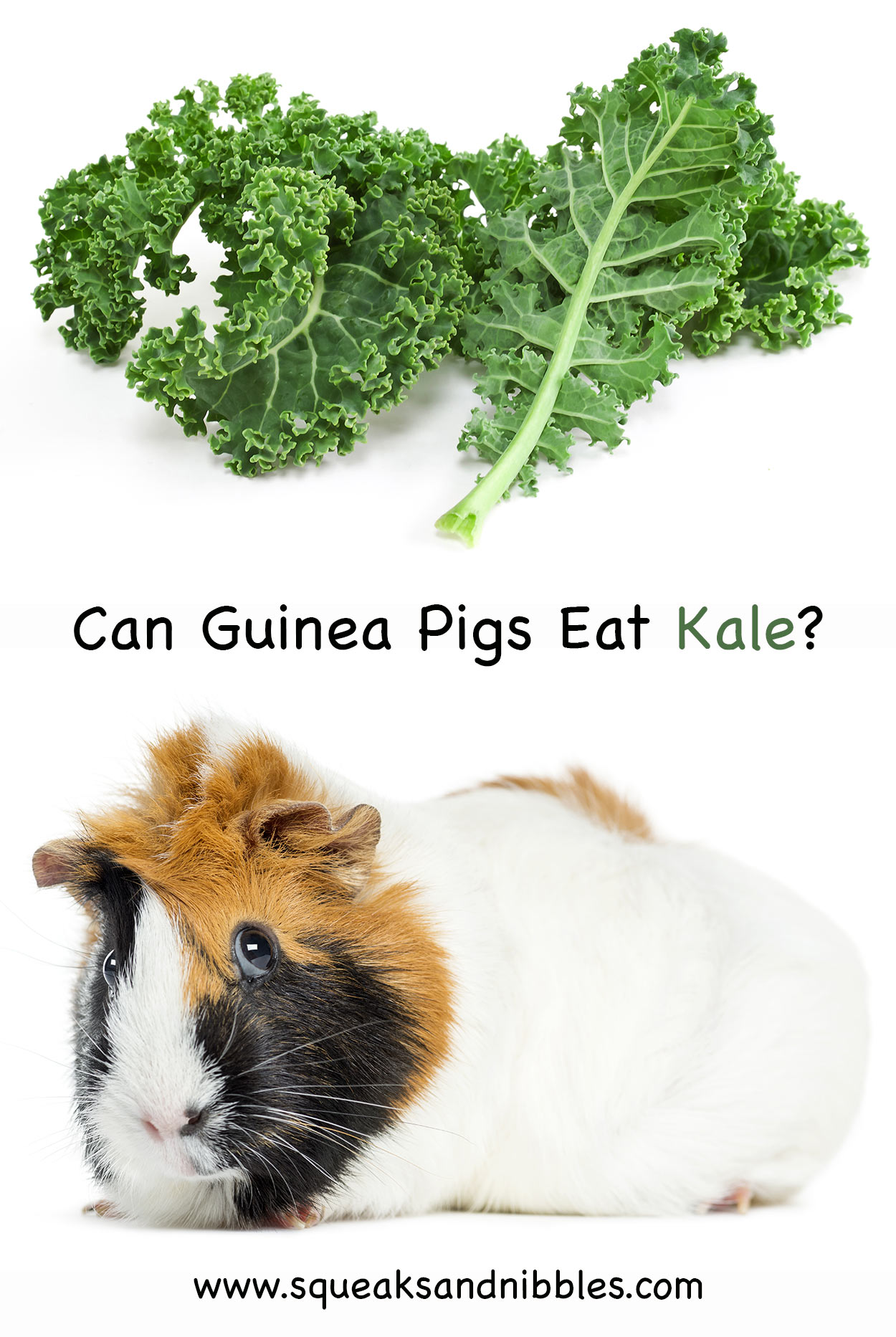 can guinea pigs eat kale