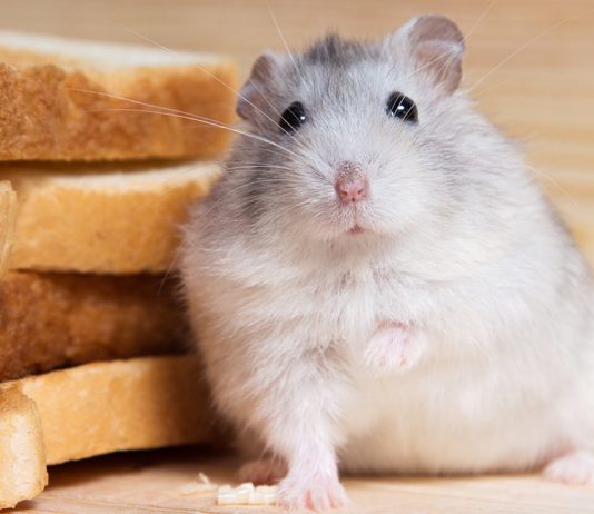 can hamsters eat bread