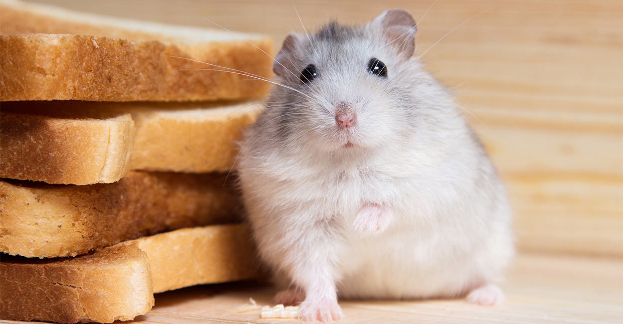 Can Hamsters Eat Bread