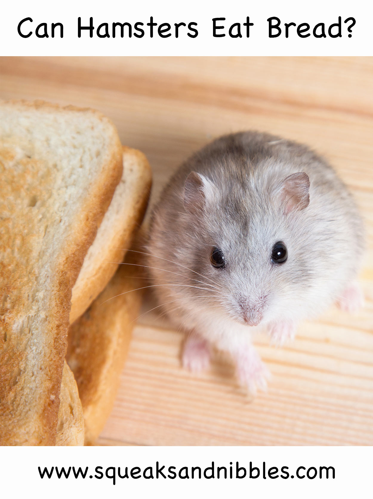 are hamsters allowed bread