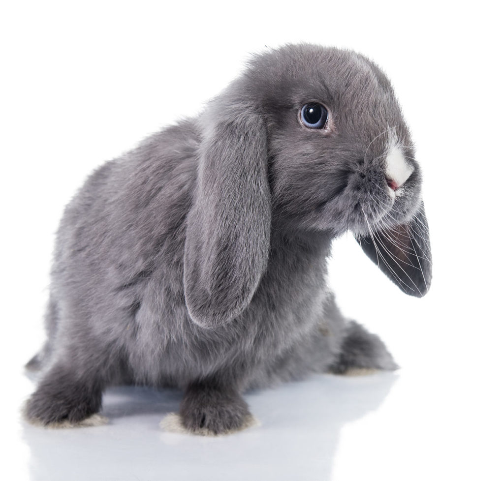 dwarf rabbits fully grown