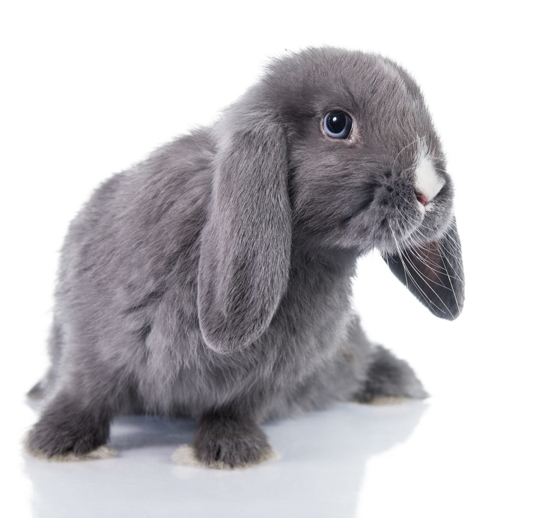 living nature lop eared rabbit