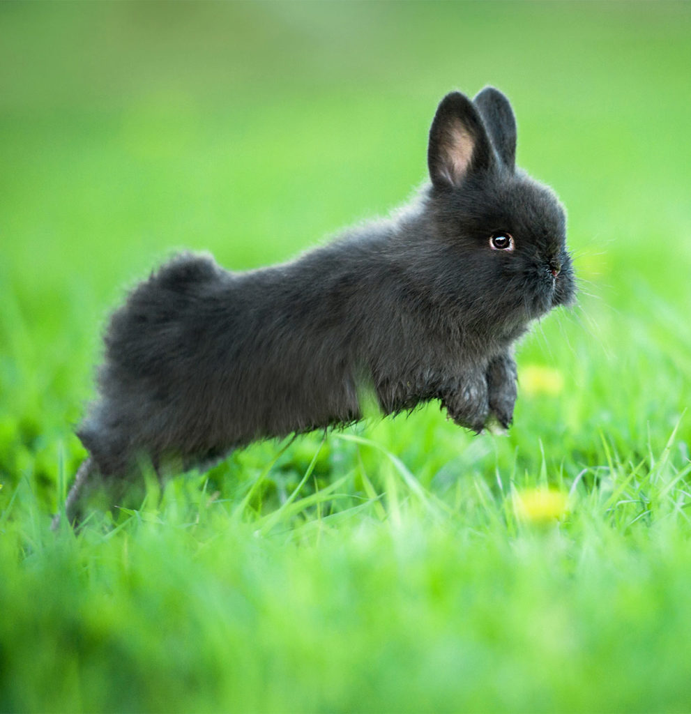 Full Grown Dwarf Rabbit Size