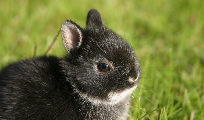 dwarf rabbits