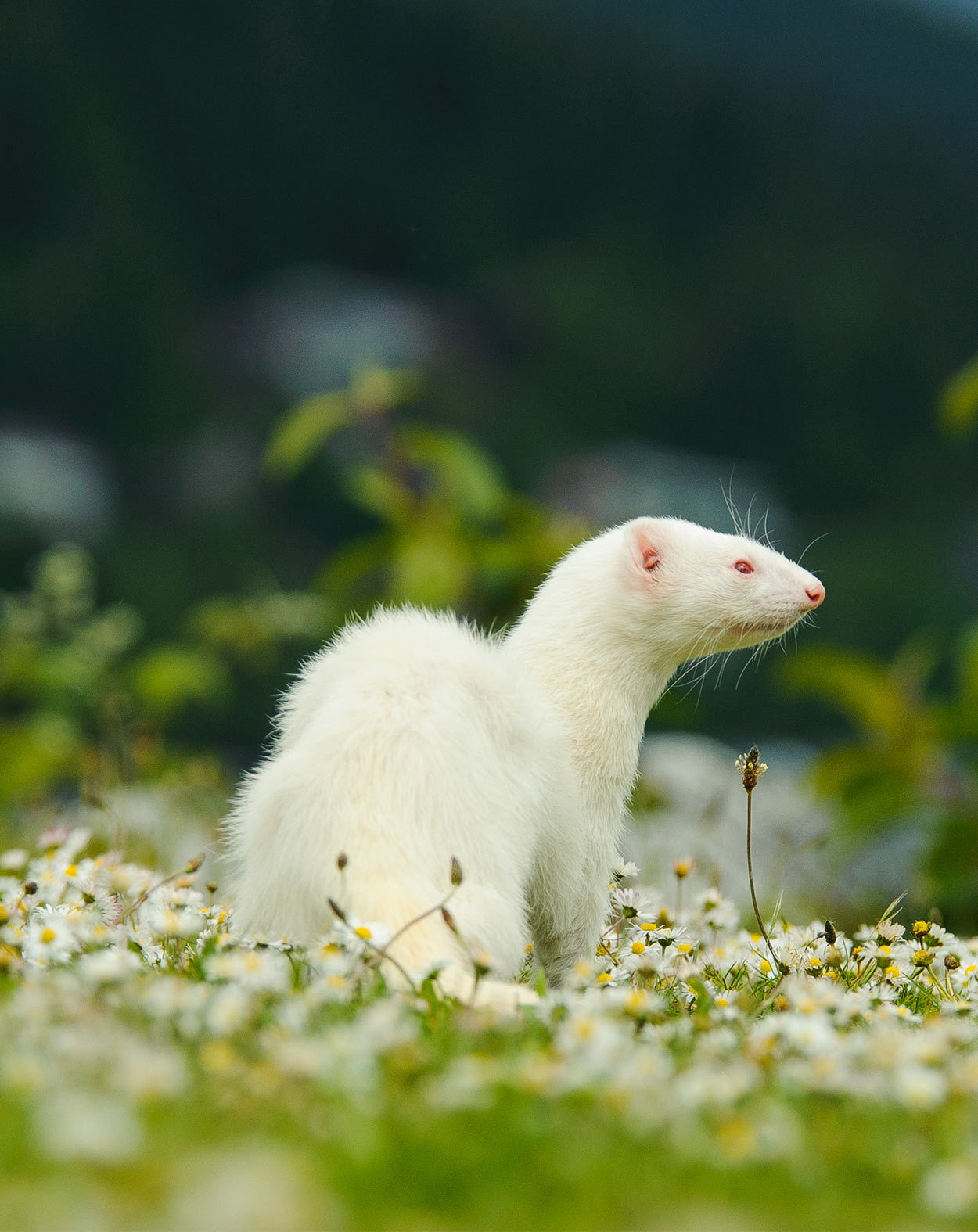 ferret names