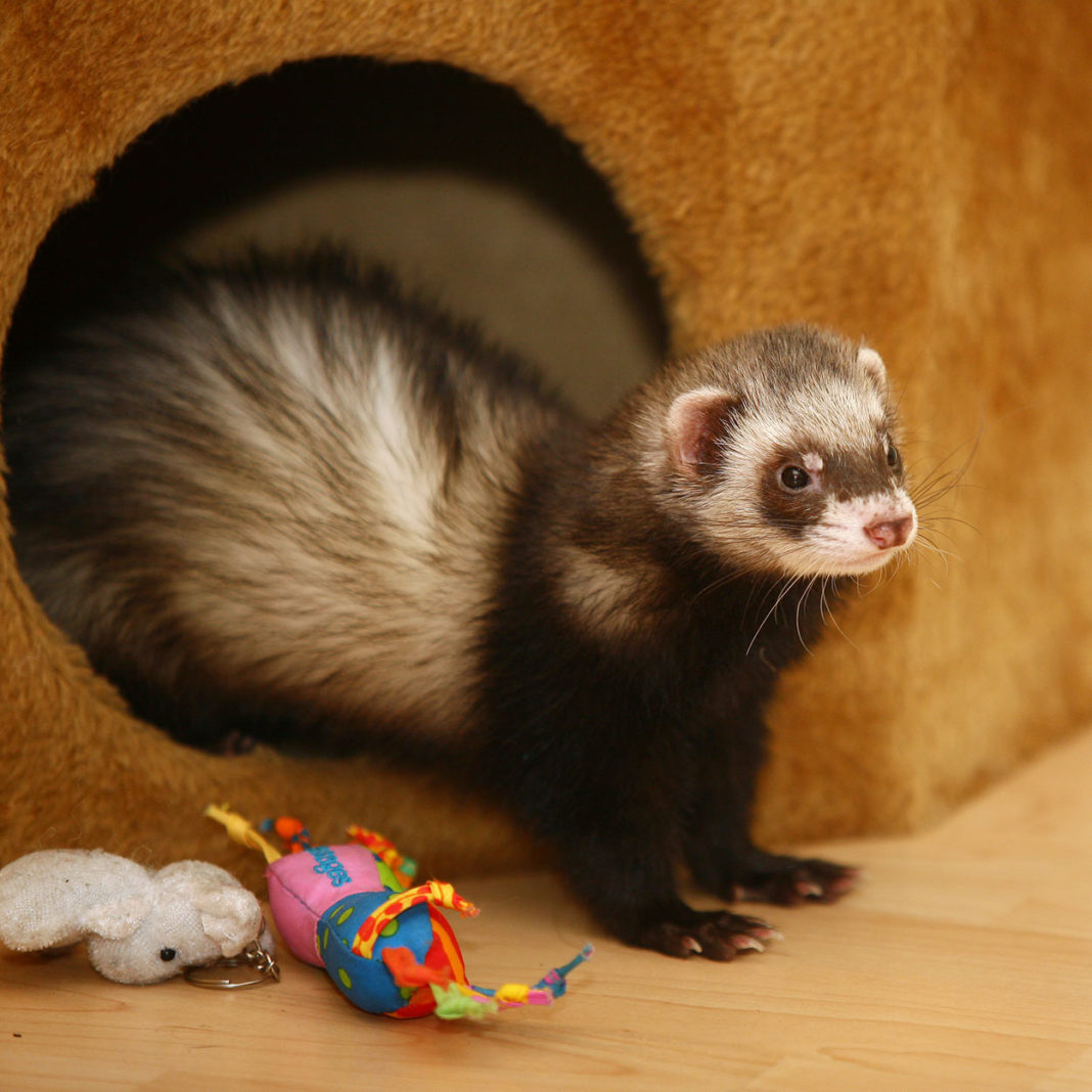 Ferret Names: Over 250 Of The Best Names For Ferrets