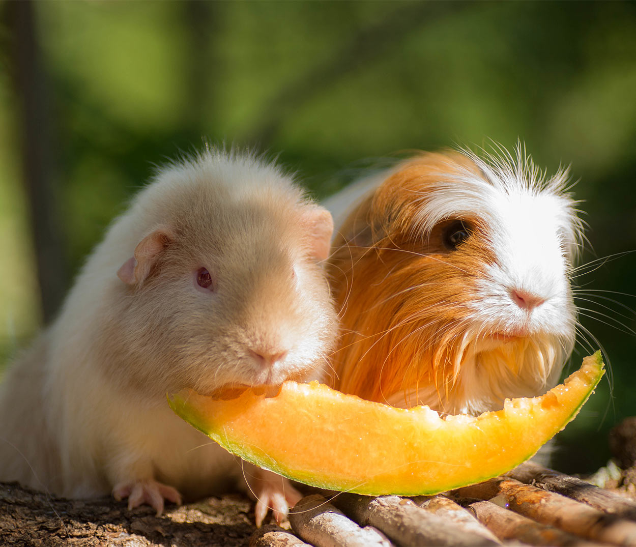 can guinea pigs eat jackfruit
