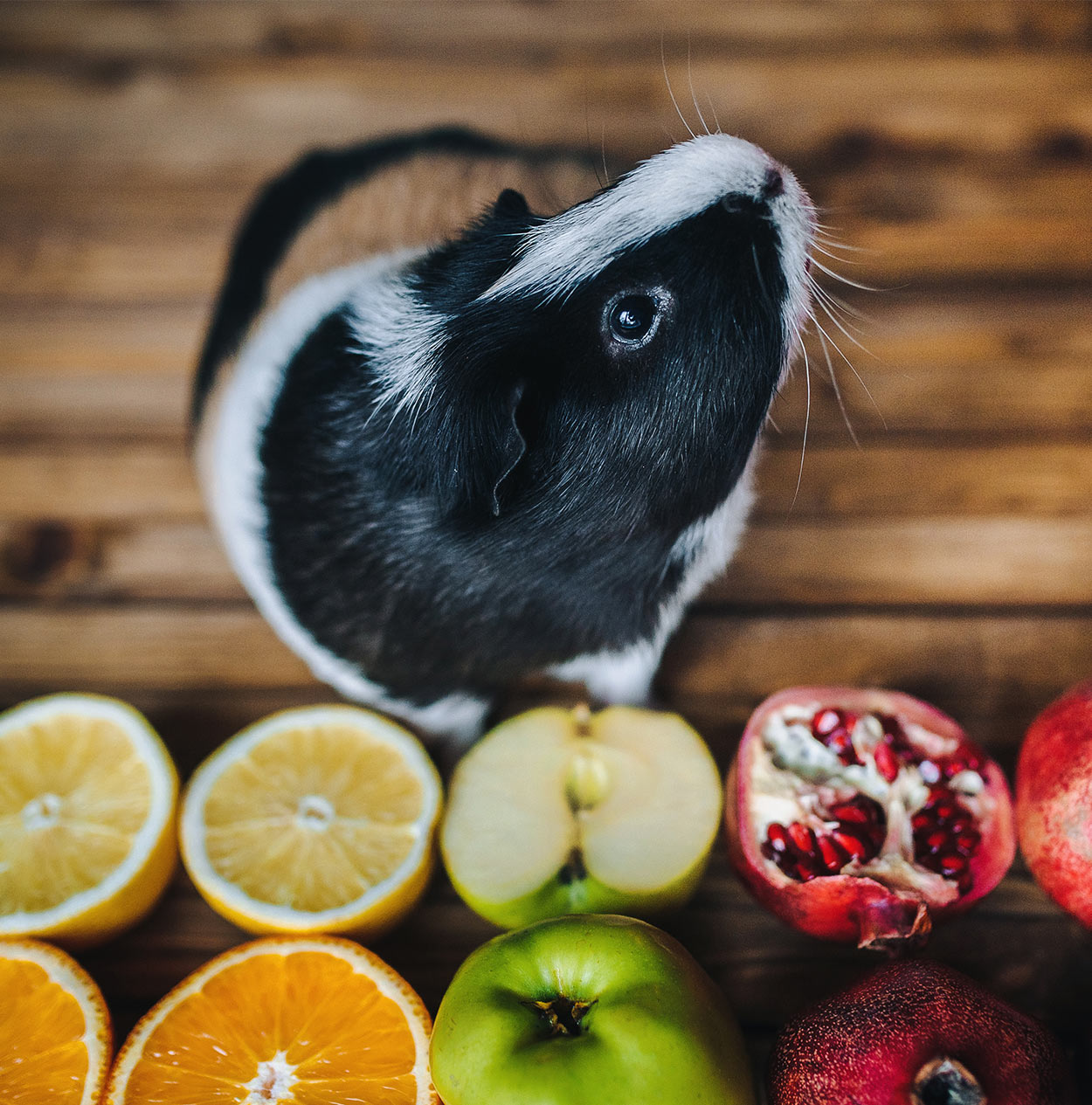 What Fruits Can Guinea Pigs Eat? A List Of Safe Fruits For Guinea Pigs