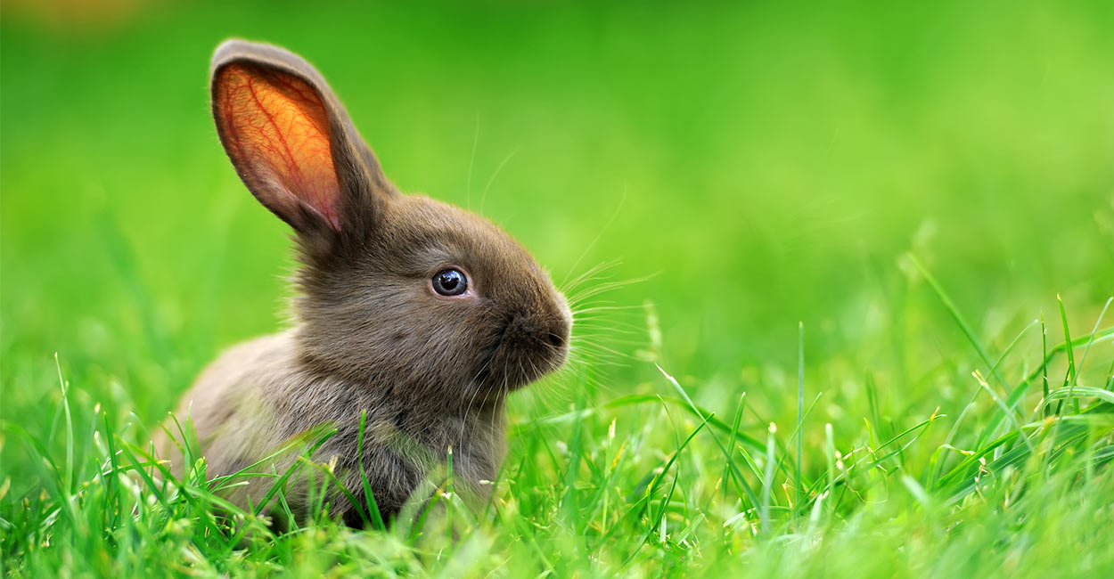 How long does the average pet bunny live