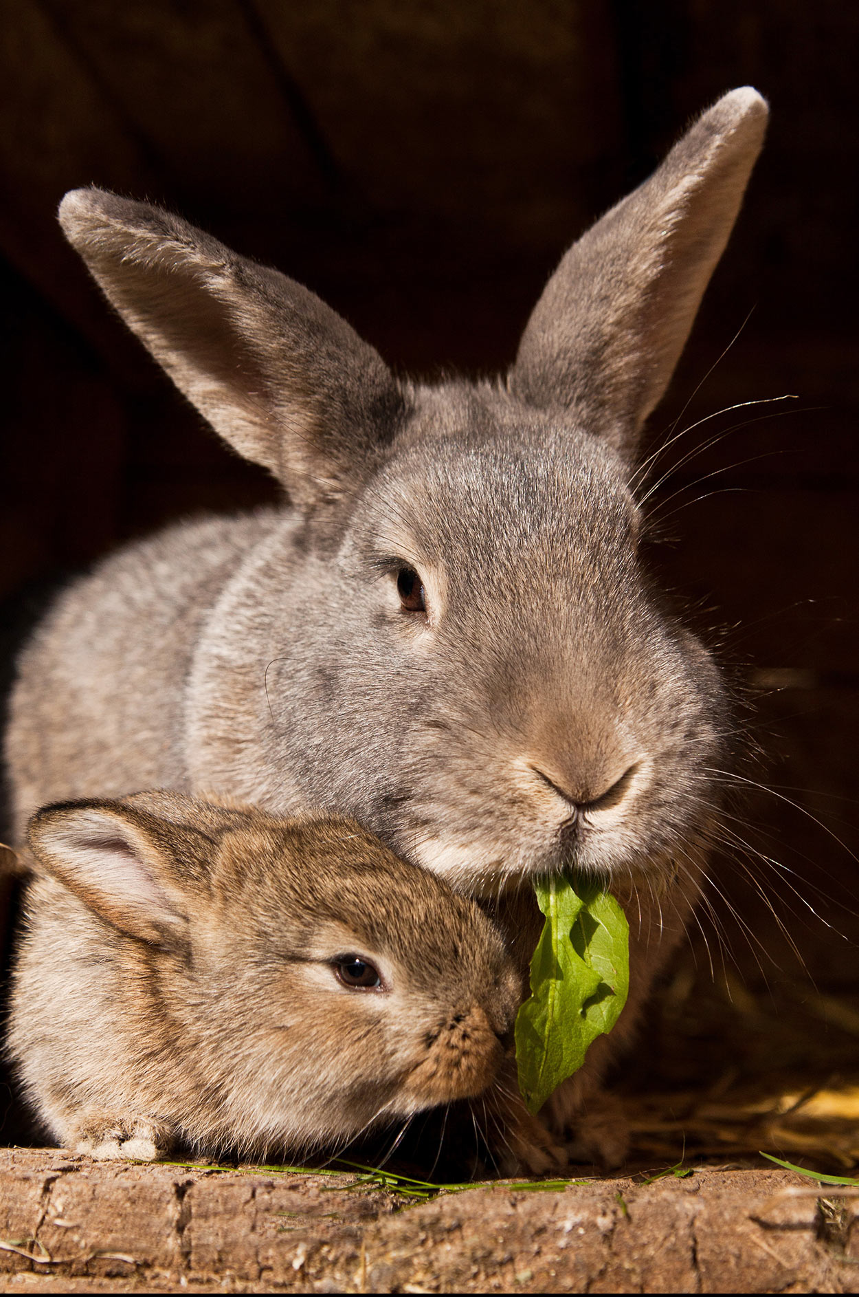 How Long Do Rabbits Live? A Guide To Pet Rabbit Life Expectancy