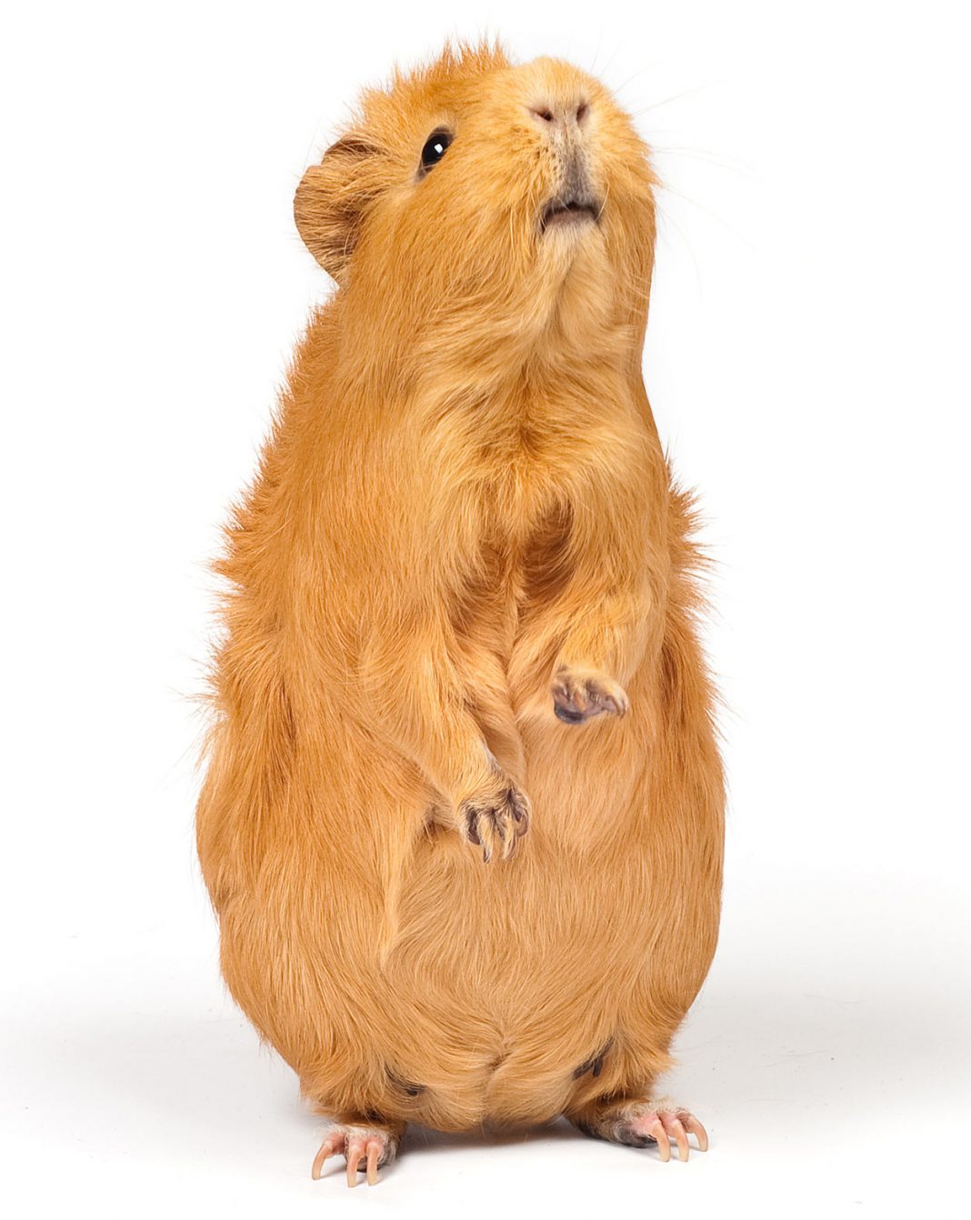 Ivermectin for Guinea Pigs - Squeaks and Nibbles