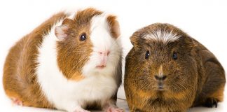 ivermectin for guinea pigs