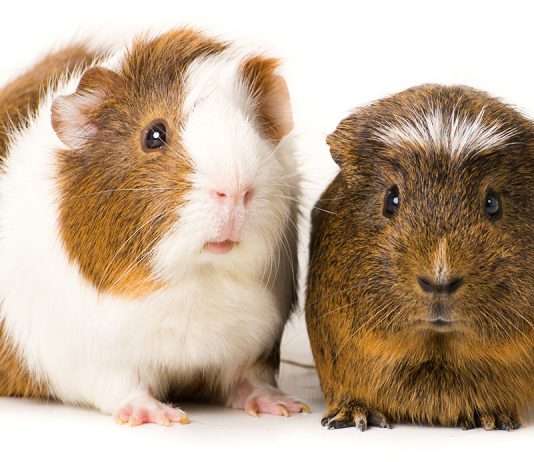 ivermectin for guinea pigs