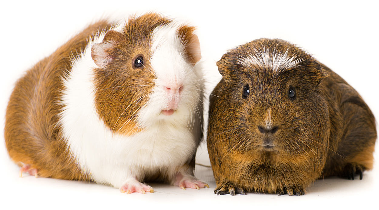 Ivermectin for Guinea Pigs - Squeaks 