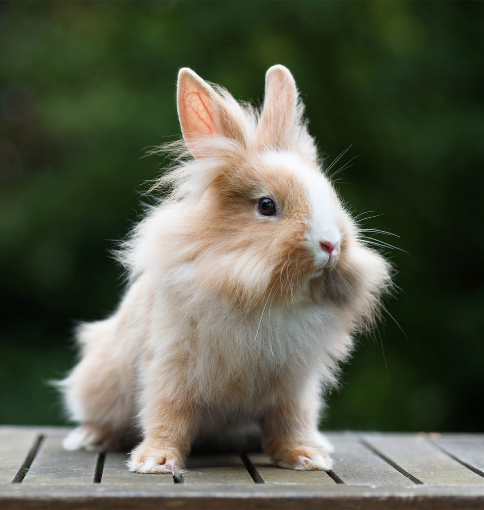 dwarf rabbits