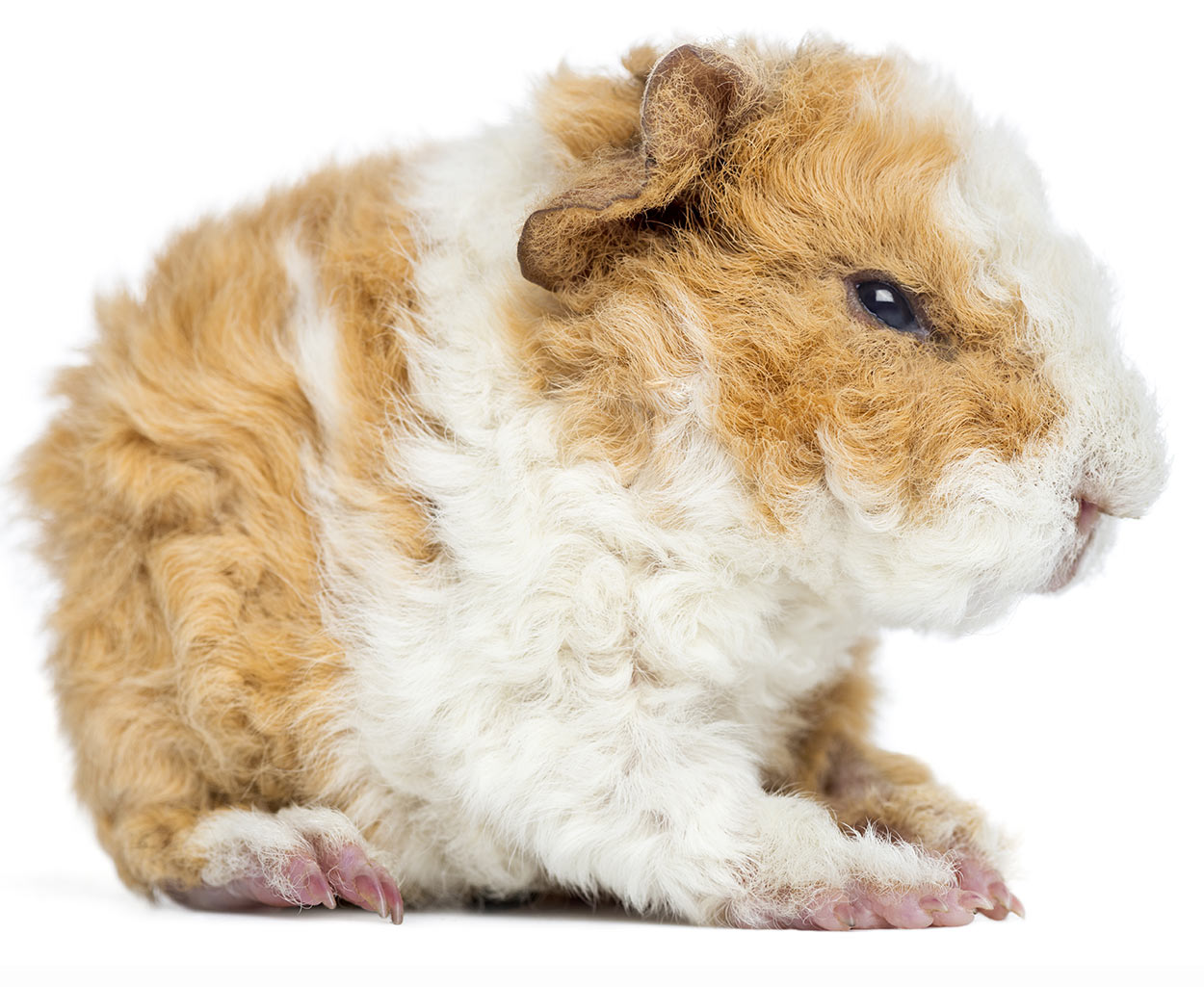 Long Haired Guinea Pig Breeds Squeaks And Nibbles