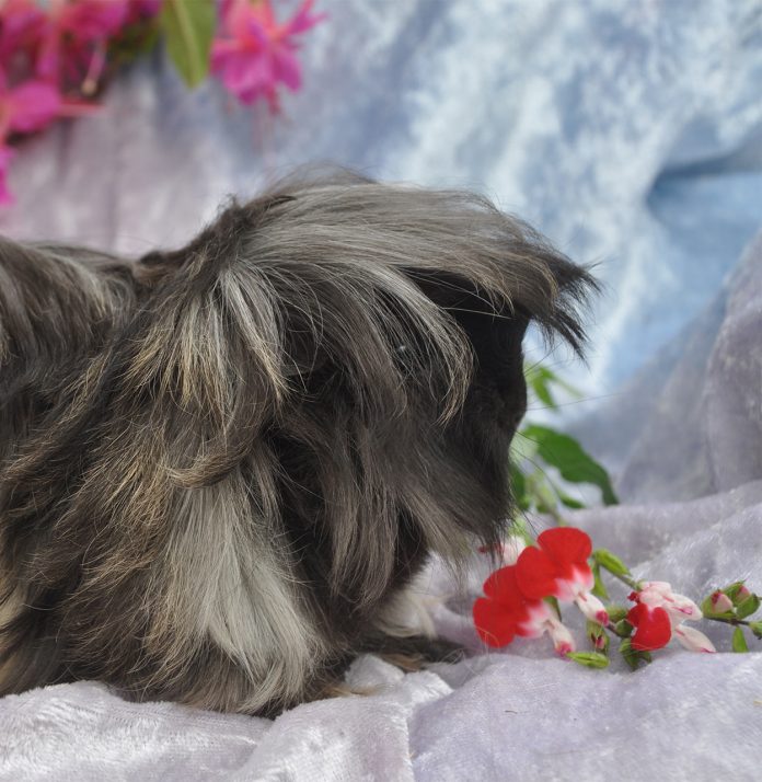 Long Haired Guinea Pig Breeds Squeaks and Nibbles