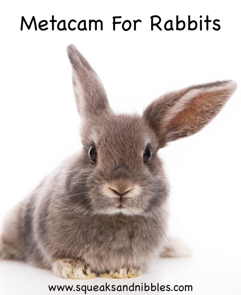 Metacam for Rabbits Squeaks and Nibbles