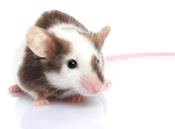 Mouse Names - Discover More Than 300 Inspiring Names For Mice