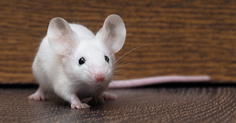 mouse-names-discover-more-than-300-inspiring-names-for-mice
