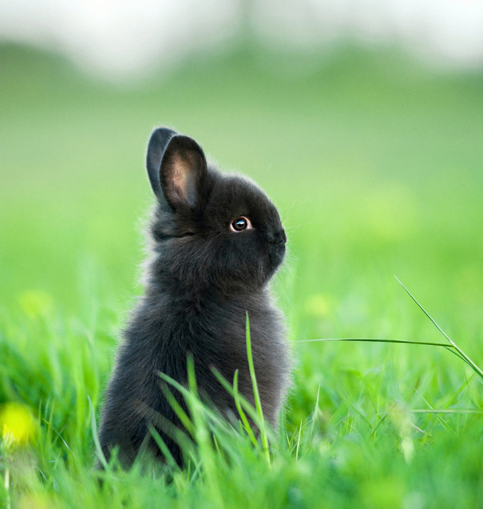 rabbits that stay small