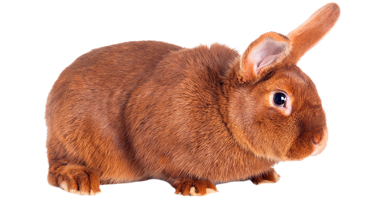 baby new zealand rabbits