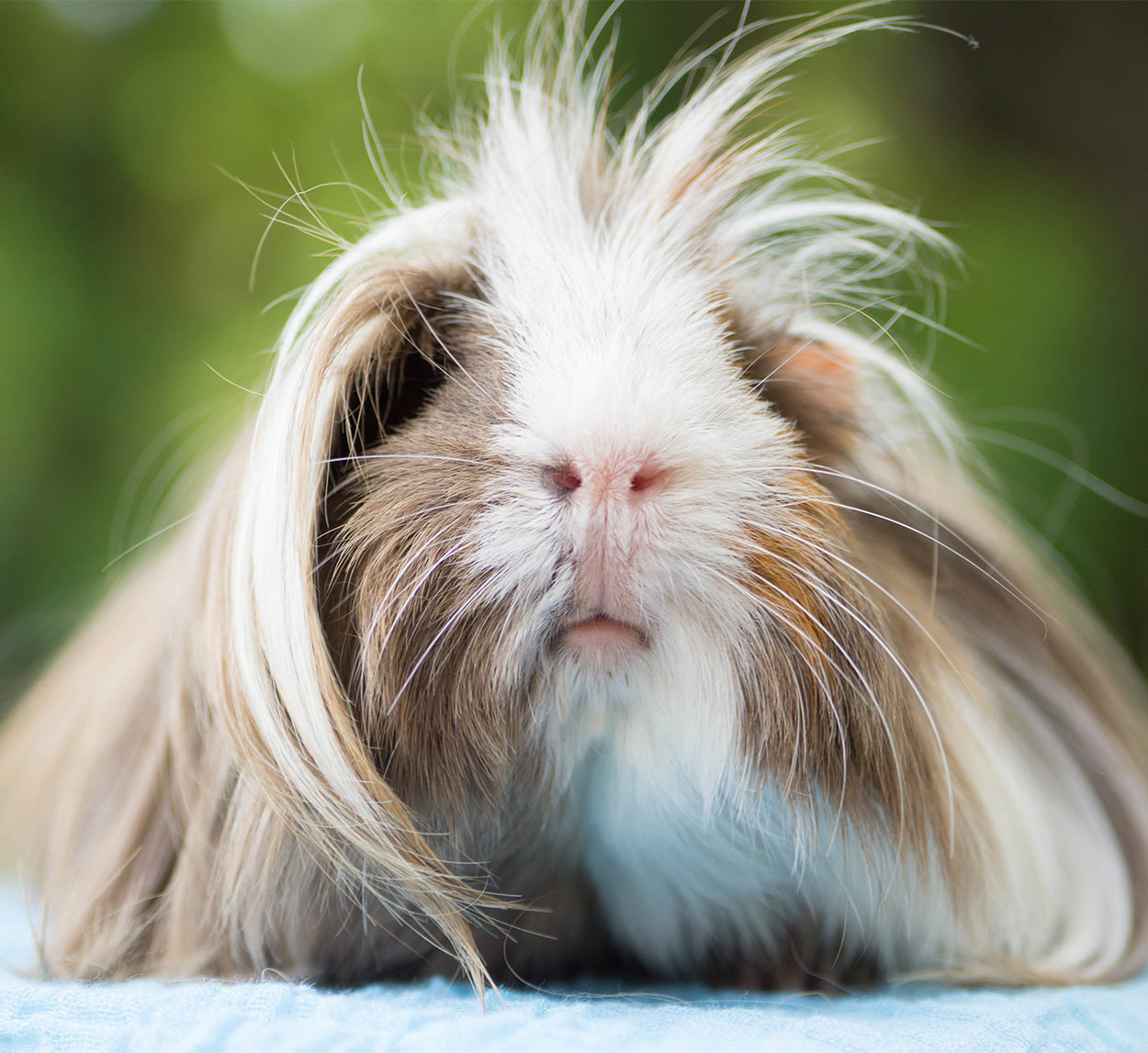 peruvian guinea pig breeders