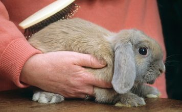 rabbit grooming brush