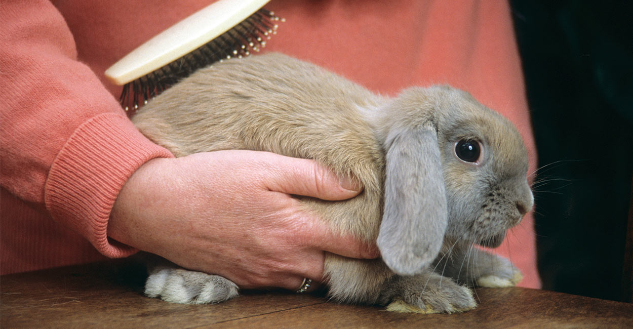 rabbit grooming