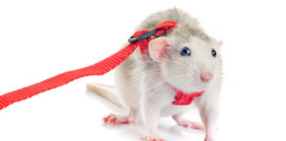rat harnesses
