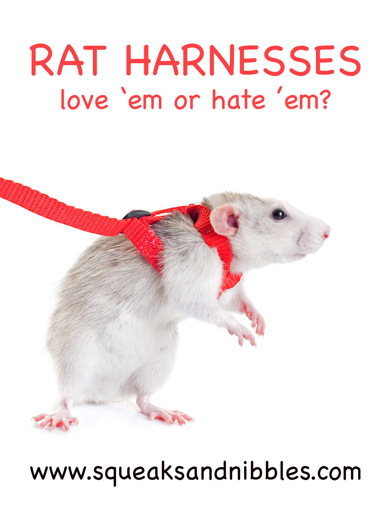 best rat harness