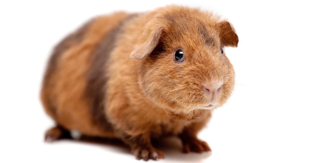 swiss teddy guinea pig