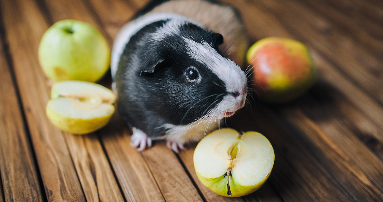 what kind of fruit can guinea pigs eat